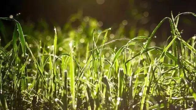 历久弥香什么意思，愈久弥香怎么理解（你知道吗，这些成语都出自诗词）