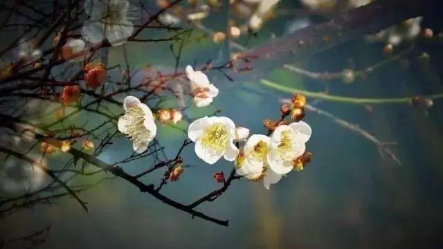 历久弥香什么意思，愈久弥香怎么理解（你知道吗，这些成语都出自诗词）