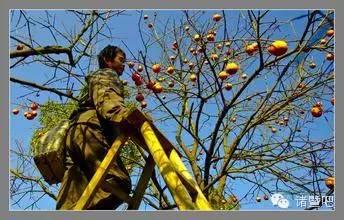 柿子什么时候成熟，柿子分别什么时候开花结果（金秋，柿子成熟了）