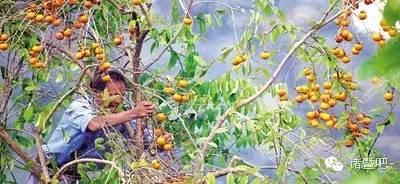 柿子什么时候成熟，柿子分别什么时候开花结果（金秋，柿子成熟了）