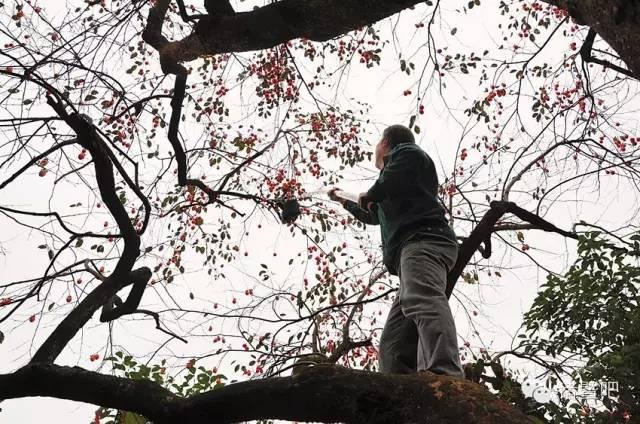 柿子什么时候成熟，柿子分别什么时候开花结果（金秋，柿子成熟了）