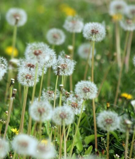 蒲公英怎么吃，蒲公英的食用方法有哪些（蒲公英怎么吃可以治妇科炎症）