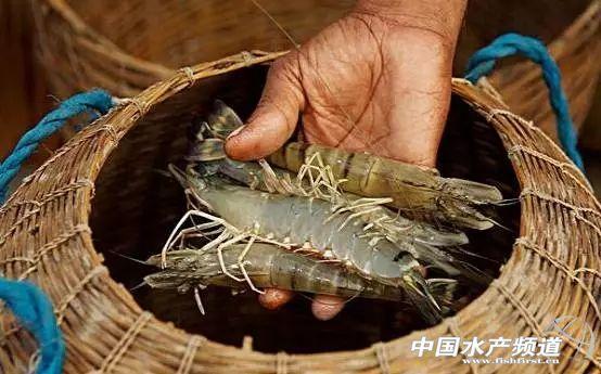 牡丹虾和甜虾的区别，牡丹虾和甜虾的区别有哪些（虾类有几千种，你又认识几种）