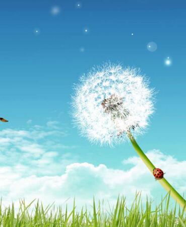 蒲公英怎么吃，蒲公英的食用方法有哪些（蒲公英怎么吃可以治妇科炎症）