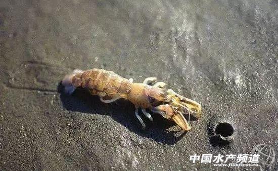 牡丹虾和甜虾的区别，牡丹虾和甜虾的区别有哪些（虾类有几千种，你又认识几种）