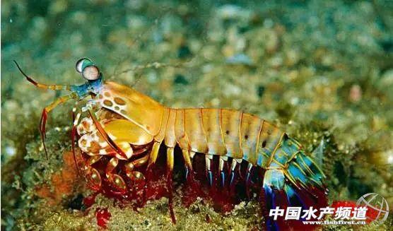 牡丹虾和甜虾的区别，牡丹虾和甜虾的区别有哪些（虾类有几千种，你又认识几种）