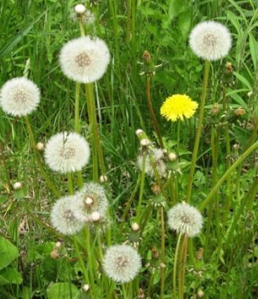 蒲公英怎么吃，蒲公英的食用方法有哪些（蒲公英怎么吃可以治妇科炎症）