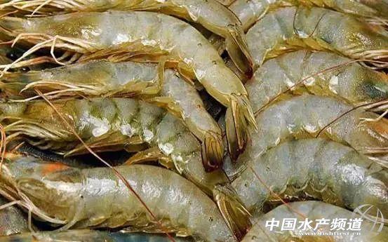 牡丹虾和甜虾的区别，牡丹虾和甜虾的区别有哪些（虾类有几千种，你又认识几种）