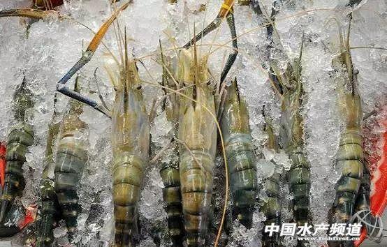 牡丹虾和甜虾的区别，牡丹虾和甜虾的区别有哪些（虾类有几千种，你又认识几种）