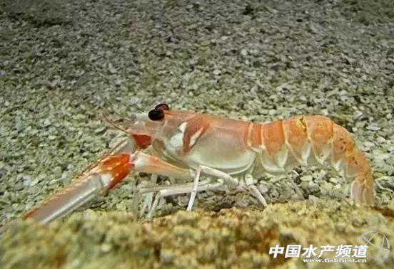 牡丹虾和甜虾的区别，牡丹虾和甜虾的区别有哪些（虾类有几千种，你又认识几种）