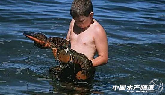 牡丹虾和甜虾的区别，牡丹虾和甜虾的区别有哪些（虾类有几千种，你又认识几种）