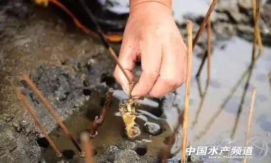 牡丹虾和甜虾的区别，牡丹虾和甜虾的区别有哪些（虾类有几千种，你又认识几种）