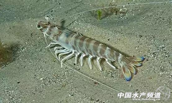 牡丹虾和甜虾的区别，牡丹虾和甜虾的区别有哪些（虾类有几千种，你又认识几种）