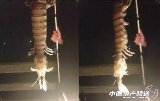 牡丹虾和甜虾的区别，牡丹虾和甜虾的区别有哪些（虾类有几千种，你又认识几种）