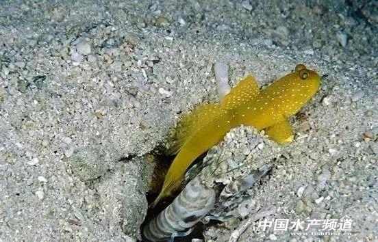 牡丹虾和甜虾的区别，牡丹虾和甜虾的区别有哪些（虾类有几千种，你又认识几种）