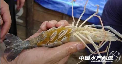 牡丹虾和甜虾的区别，牡丹虾和甜虾的区别有哪些（虾类有几千种，你又认识几种）