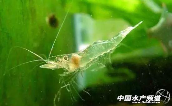 牡丹虾和甜虾的区别，牡丹虾和甜虾的区别有哪些（虾类有几千种，你又认识几种）