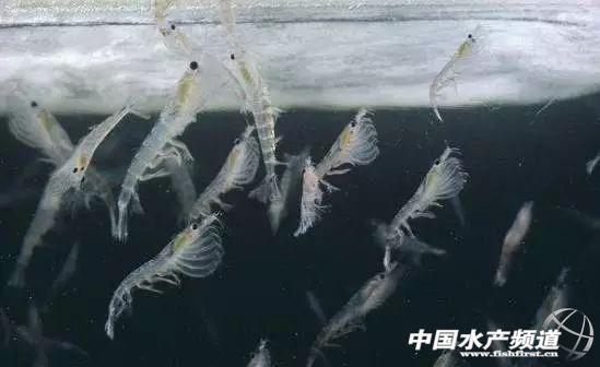 牡丹虾和甜虾的区别，牡丹虾和甜虾的区别有哪些（虾类有几千种，你又认识几种）