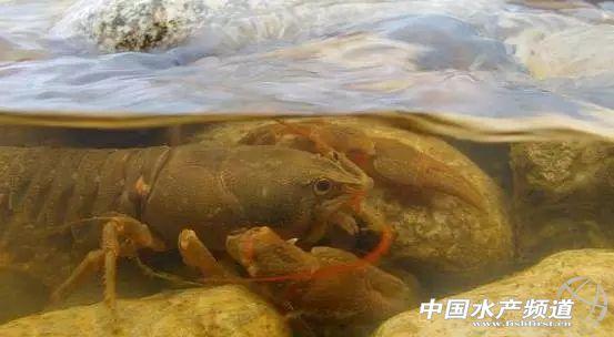 牡丹虾和甜虾的区别，牡丹虾和甜虾的区别有哪些（虾类有几千种，你又认识几种）