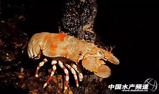 牡丹虾和甜虾的区别，牡丹虾和甜虾的区别有哪些（虾类有几千种，你又认识几种）