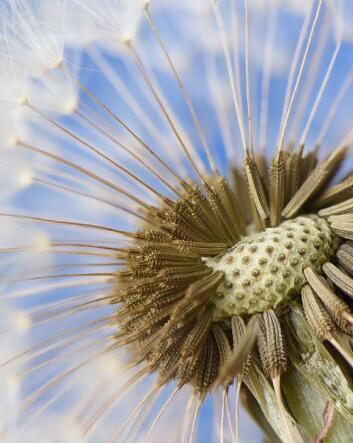 蒲公英怎么吃，蒲公英的食用方法有哪些（蒲公英怎么吃可以治妇科炎症）