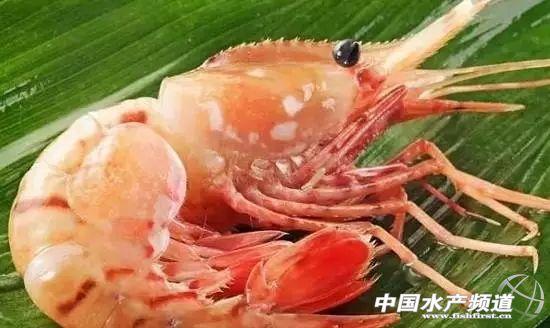 牡丹虾和甜虾的区别，牡丹虾和甜虾的区别有哪些（虾类有几千种，你又认识几种）