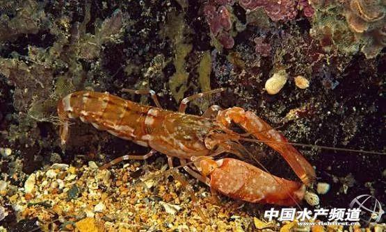 牡丹虾和甜虾的区别，牡丹虾和甜虾的区别有哪些（虾类有几千种，你又认识几种）