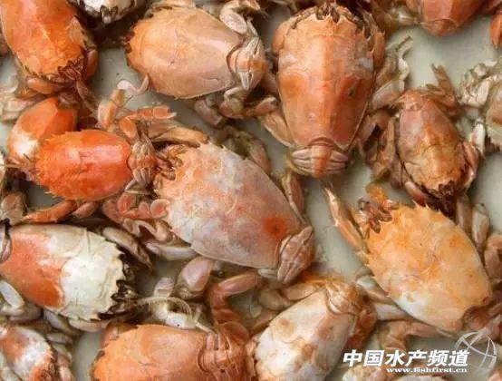 牡丹虾和甜虾的区别，牡丹虾和甜虾的区别有哪些（虾类有几千种，你又认识几种）