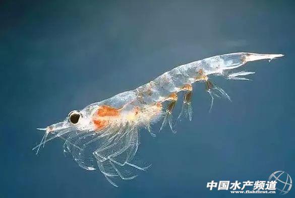 牡丹虾和甜虾的区别，牡丹虾和甜虾的区别有哪些（虾类有几千种，你又认识几种）