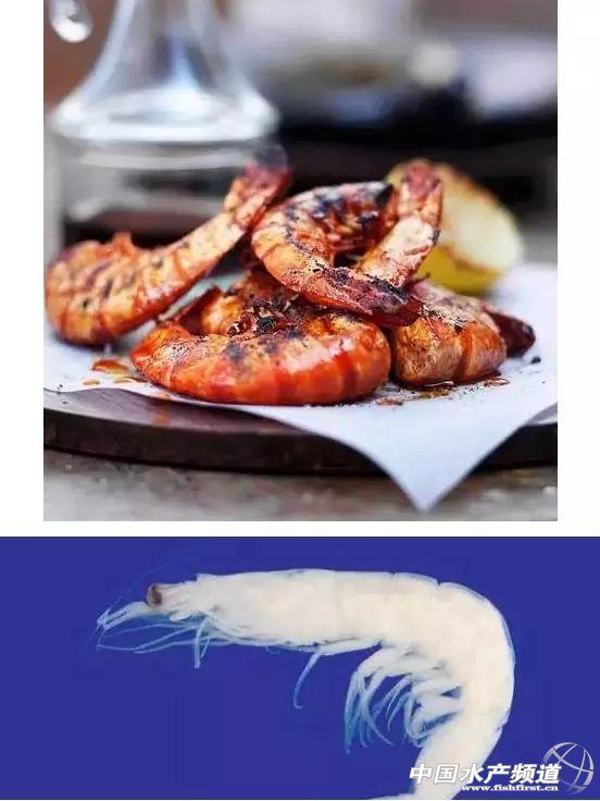 牡丹虾和甜虾的区别，牡丹虾和甜虾的区别有哪些（虾类有几千种，你又认识几种）