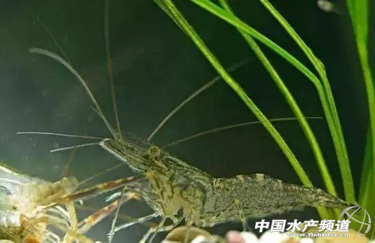 牡丹虾和甜虾的区别，牡丹虾和甜虾的区别有哪些（虾类有几千种，你又认识几种）