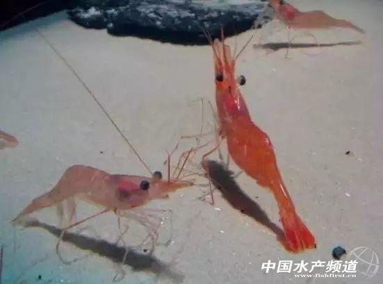 牡丹虾和甜虾的区别，牡丹虾和甜虾的区别有哪些（虾类有几千种，你又认识几种）