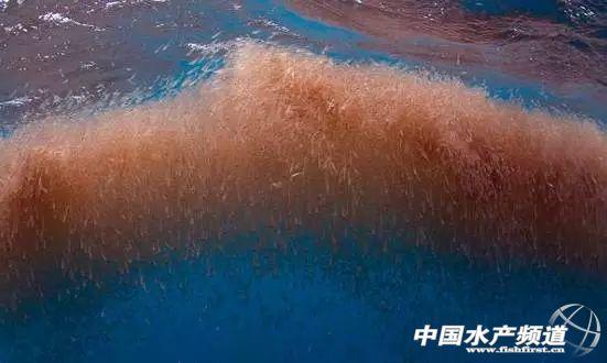 牡丹虾和甜虾的区别，牡丹虾和甜虾的区别有哪些（虾类有几千种，你又认识几种）