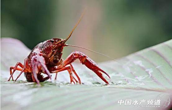 牡丹虾和甜虾的区别，牡丹虾和甜虾的区别有哪些（虾类有几千种，你又认识几种）