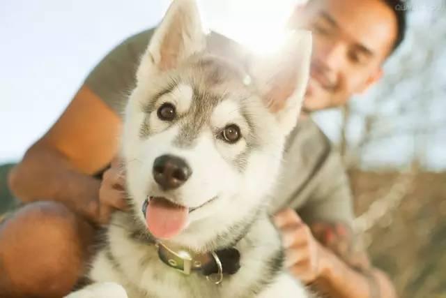 哈士奇和狼有多大区别，狼跟哈士奇的区别（哈士奇和狼的相似度高达99%）