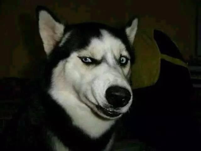 哈士奇和狼有多大区别，狼跟哈士奇的区别（哈士奇和狼的相似度高达99%）