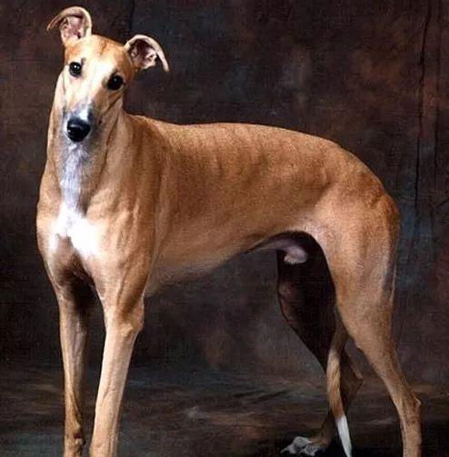 哈士奇和狼有多大区别，狼跟哈士奇的区别（哈士奇和狼的相似度高达99%）