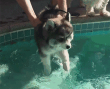 哈士奇和狼有多大区别，狼跟哈士奇的区别（哈士奇和狼的相似度高达99%）