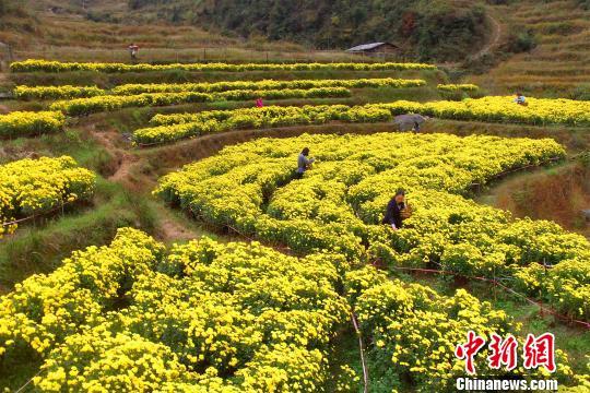 婺源在哪里，婺源在哪里属于哪个城市（“最美乡村”江西婺源）