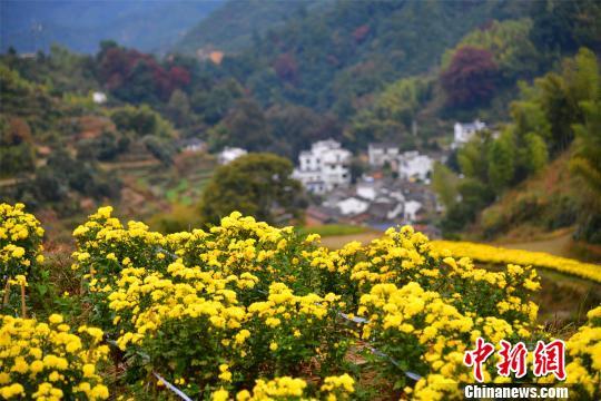 婺源在哪里，婺源在哪里属于哪个城市（“最美乡村”江西婺源）