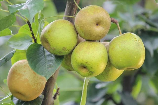 浙江省金华十大特产有哪些，金华特产小吃（最能代表你家乡的“土货”是啥）