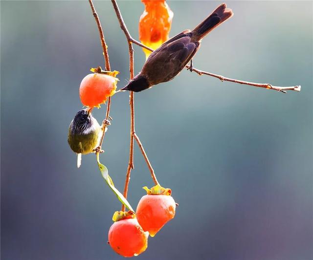 浙江省金华十大特产有哪些，金华特产小吃（最能代表你家乡的“土货”是啥）