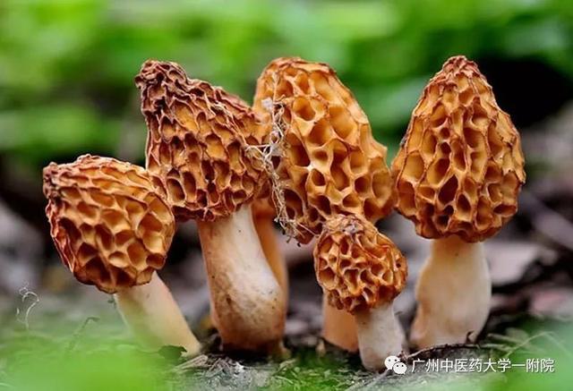 羊肚菌煲汤可以搭配什么，羊肚菌炖汤最佳搭配（强身健体、防感冒）