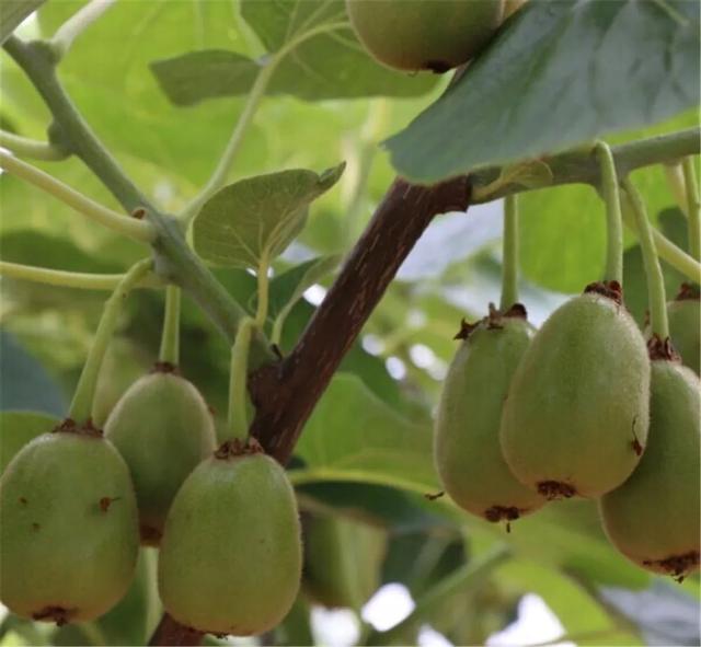 浙江省金华十大特产有哪些，金华特产小吃（最能代表你家乡的“土货”是啥）