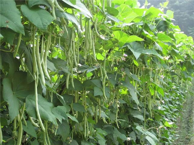 浙江省金华十大特产有哪些，金华特产小吃（最能代表你家乡的“土货”是啥）