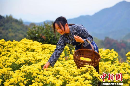 婺源在哪里，婺源在哪里属于哪个城市（“最美乡村”江西婺源）