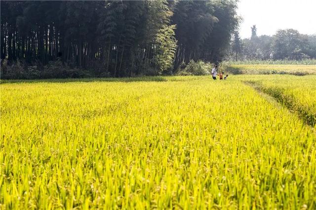 浙江省金华十大特产有哪些，金华特产小吃（最能代表你家乡的“土货”是啥）