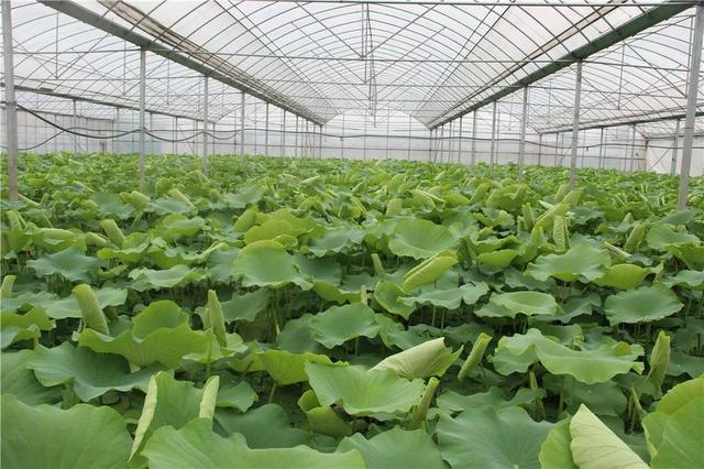 浙江省金华十大特产有哪些，金华特产小吃（最能代表你家乡的“土货”是啥）