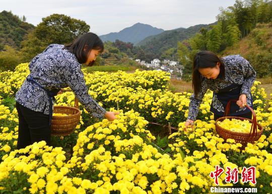 婺源在哪里，婺源在哪里属于哪个城市（“最美乡村”江西婺源）