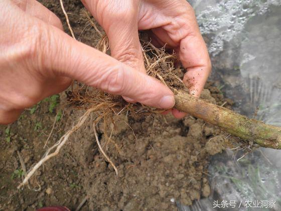 茄子坏了什么样图片，怎么判断茄子坏了（四张图教你区分茄子的两种重要病害）